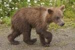 Photo Bear Cub