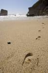 Photo Picture Of Footprints In The Sand