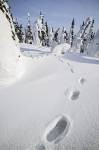 Photo Footprints In The Snow James Dalton Alaska