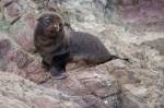 Photo New Zealand Fur Seal Pup North Island NZ