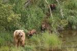 A grizzly bear sow leads her 4 cubs out of the bush in Katmai National Park, Alaska, USA.