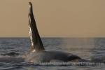 Photo Killer Whale BC