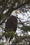 Photo Perched Bald Eagle