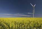 Flat, open expanses of fields are the perfect location for windmills used in power generation. The flat meadows of Jutland in Denmark are often covered by masses of yellow canola which surround giant windmills.