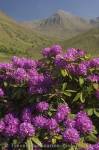 Photo Rhododendron Flowers