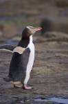 Photo Yellow Eyed Penguin Picture