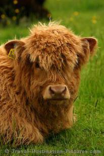 Highland Cow calf