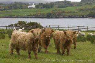 Famous Scottish cows, Scotlands hairy highland animals!