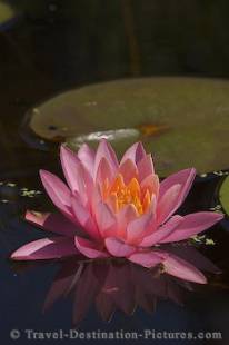 Water Lily in a small pond