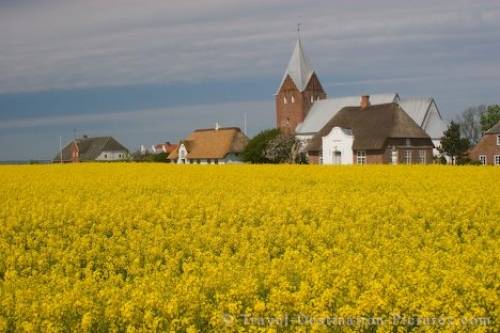Picture Of A Field Of Canola