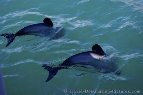 Hectors Dolphins Akaroa Harbour Canterbury NZ
