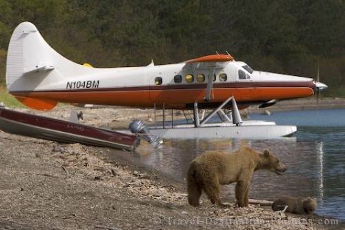 Katmai Grizzly Bears Alaska
