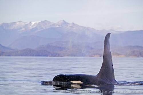 Killer Whale Johnstone Strait British Columbia Canada
