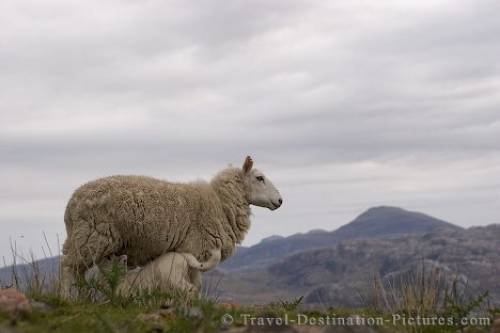Picture Of Loch Torridon Sheep