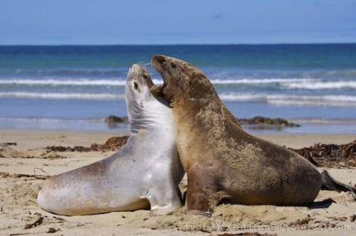 Picture Of New Zealand Sea Lions