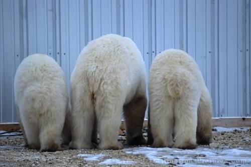 Polar Bears Manitoba