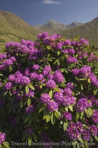 Purple Rhododendron Flowers Glen Etive Scotland